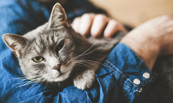 Preventative Care for Cats - Cornelius Veterinary Clinic